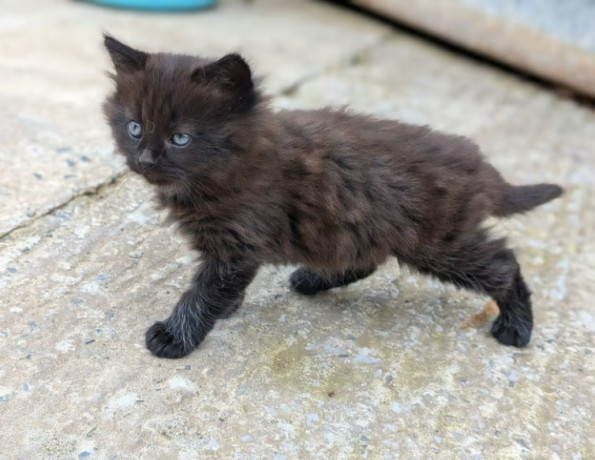 kittens-x2-female-different-prices-big-1