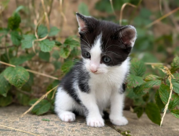 kittens-x2-female-different-prices-big-0