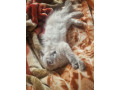 pure-ragdoll-small-1