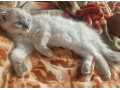 pure-ragdoll-small-0