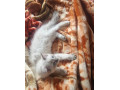 pure-ragdoll-small-2
