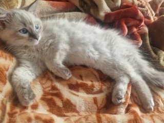 pure-ragdoll