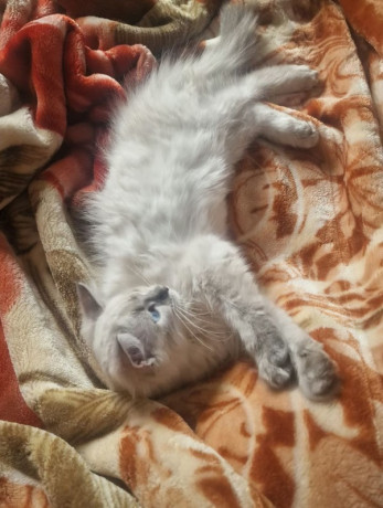 pure-ragdoll-big-1