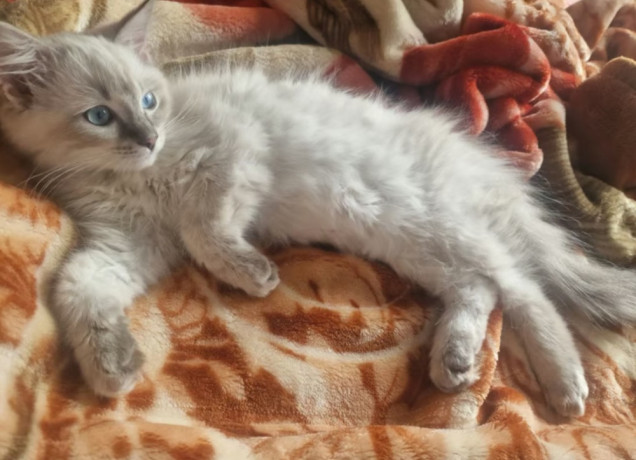 pure-ragdoll-big-0