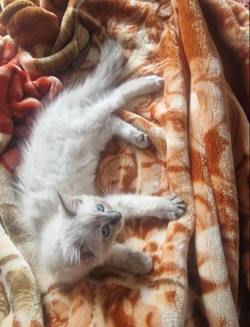 pure-ragdoll-big-2