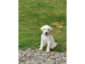 light-yellow-labradors-small-0