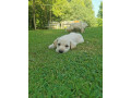 light-yellow-labradors-small-1