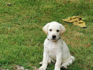 light-yellow-labradors