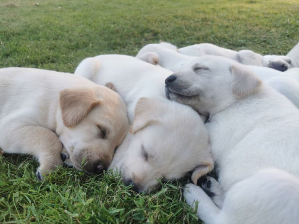 light-yellow-labradors-big-2