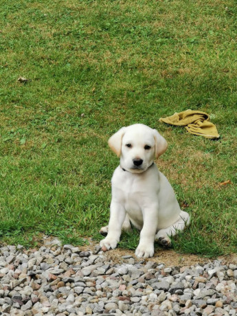 light-yellow-labradors-big-0