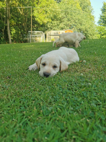 light-yellow-labradors-big-1