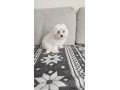 pure-breed-white-maltese-puppies-ready-to-leave-small-0