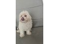 pure-breed-white-maltese-puppies-ready-to-leave-small-1
