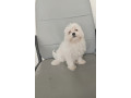 pure-breed-white-maltese-puppies-ready-to-leave-small-2
