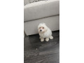 pure-breed-white-maltese-puppies-ready-to-leave-small-3