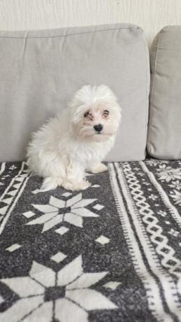 pure-breed-white-maltese-puppies-ready-to-leave-big-0