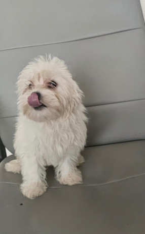 pure-breed-white-maltese-puppies-ready-to-leave-big-1