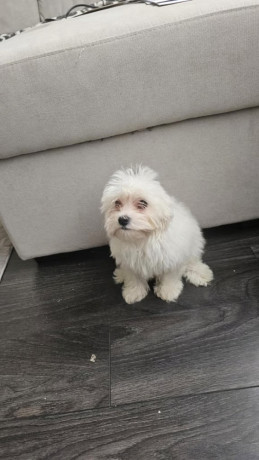 pure-breed-white-maltese-puppies-ready-to-leave-big-3