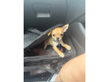 beautiful-boy-chihuahua-small-0