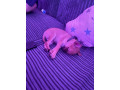 beautiful-boy-chihuahua-small-1