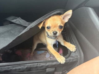 beautiful-boy-chihuahua