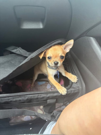 beautiful-boy-chihuahua-big-0