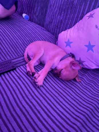 beautiful-boy-chihuahua-big-1