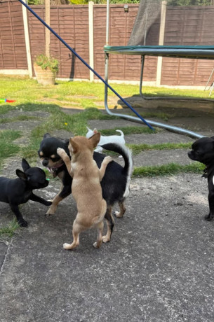 beautiful-boy-chihuahua-big-2