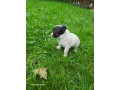 chihuahuas-puppies-small-0