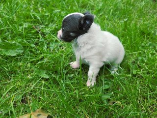 chihuahuas-puppies
