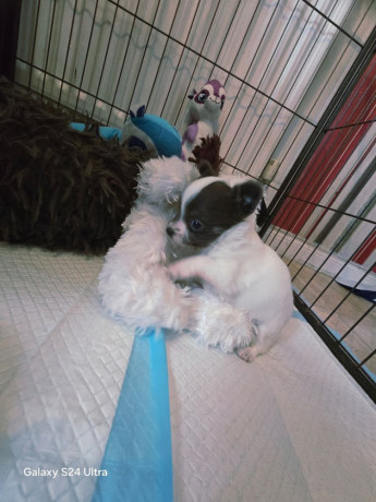 chihuahuas-puppies-big-1