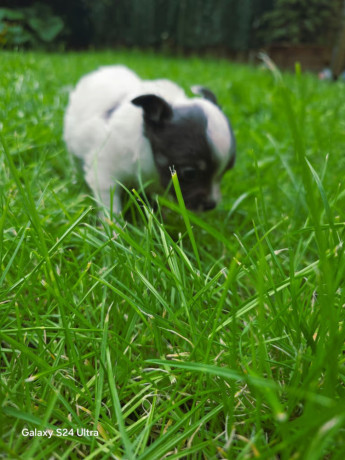 chihuahuas-puppies-big-2