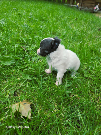 chihuahuas-puppies-big-0