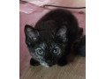 3-cats-small-1