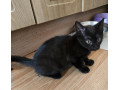 3-cats-small-0