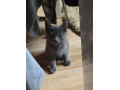 3-cats-small-2