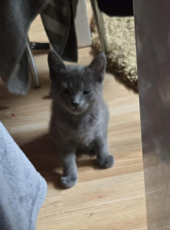 3-cats-big-2