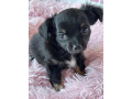 chihuahua-puppies-small-3