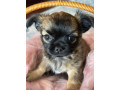 chihuahua-puppies-small-2