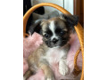 chihuahua-puppies-small-1