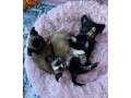 chihuahua-puppies-small-0