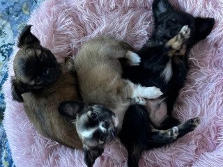 chihuahua-puppies