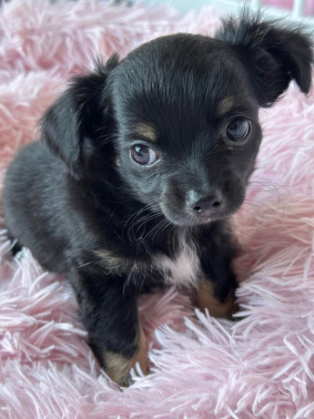 chihuahua-puppies-big-3