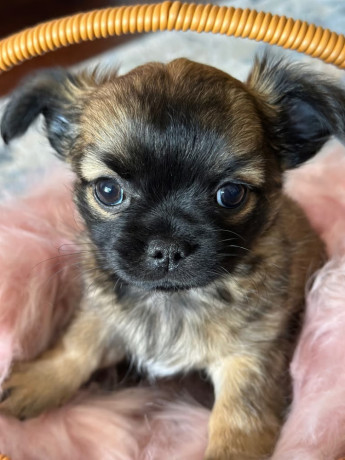 chihuahua-puppies-big-2