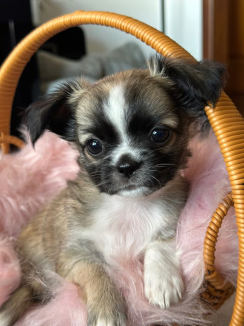 chihuahua-puppies-big-1