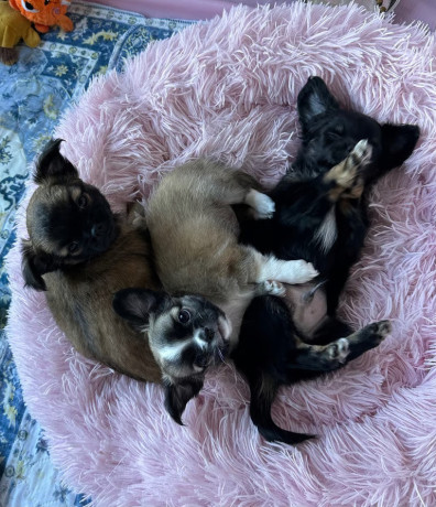 chihuahua-puppies-big-0