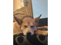 husky-for-rehoming-small-1