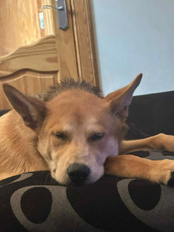 husky-for-rehoming-big-1