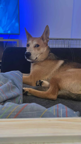 husky-for-rehoming-big-2