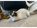 ragdoll-car-small-0